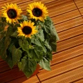 Angelyn FSC tuintegel 6/3L 12mm 24x500x500mm semi-ribbel bc