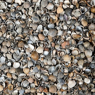 Schelpen 8/16 mm (BB ca. 1 m³)
