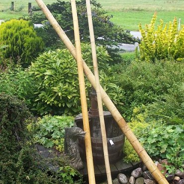 Bamboepalen Black Voor Decoratie 270 cm