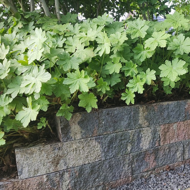 Rockwall 11x13x32 cm Cressida